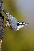 Red-breasted Nuthatch (Sitta canadensis), North America