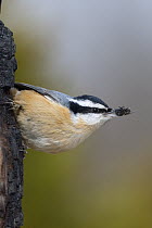 Red-breasted Nuthatch (Sitta canadensis) with insect prey, North America