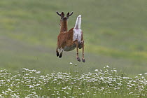 White-tailed Deer (Odocoileus virginianus) buck jumping and flashing tail, North America