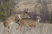White-tailed Deer (Odocoileus virginianus) buck mounting doe, western Montana