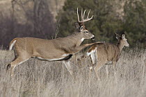 White-tailed Deer (Odocoileus virginianus) buck trying to mount doe, western Montana