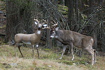 White-tailed Deer (Odocoileus virginianus) attacking deer decoy, western Montana. Sequence 2 of 6