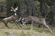 White-tailed Deer (Odocoileus virginianus) attacking deer decoy, western Montana. Sequence 3 of 6