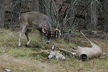 White-tailed Deer (Odocoileus virginianus) attacking deer decoy, western Montana. Sequence 6 of 6