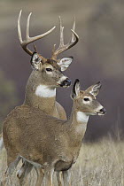 White-tailed Deer (Odocoileus virginianus) buck and doe, western Montana