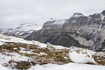 White-tailed Ptarmigan (Lagopus leucura) group in winter plumage on mountain side, Glacier National Park, Montana