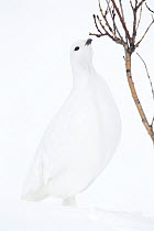 White-tailed Ptarmigan (Lagopus leucura) in winter plumage in snow foraging, Bow Summit, Alberta, Canada