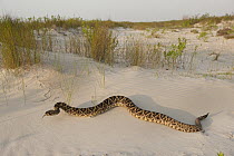 Eastern Diamondback Rattlesnake (Crotalus adamanteus), Little St. Simon's Island, Georgia