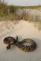 Eastern Diamondback Rattlesnake (Crotalus adamanteus) in defensive posture, Little St. Simon's Island, Georgia
