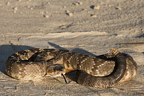 Black-tailed Rattlesnake (Crotalus molossus) in defensive posture, native to Mexico and the United States
