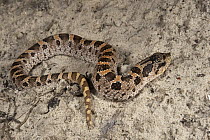 Southern Hognose Snake (Heterodon simus), native to the southeastern United States