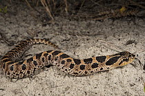 Southern Hognose Snake (Heterodon simus), native to the southeastern United States