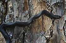 Black Pinesnake (Pituophis melanoleucus lodingi) climbing tree, native to the southern United States