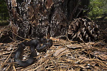 Black Pinesnake (Pituophis melanoleucus lodingi) among pine needles and pine cone, native to the southern United States