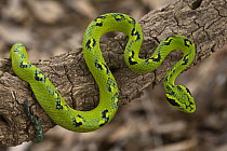 Yellow-blotched Palm Pitviper (Bothriechis aurifer), native to southern Mexico and northern Guatemala