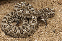 Western Rattlesnake (Crotalus viridis) in defensive posture, native to western North America