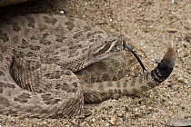 Grand Canyon Rattlesnake (Crotalus oreganus abyssus) showing rattle, native to Arizona