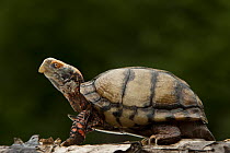 Mexican Box Turtle (Terrapene carolina mexicana), native to Mexico