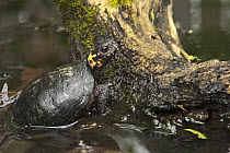 Bog Turtle (Glyptemys muhlenbergii) resting on log, native to the eastern United States