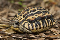 Flat-backed Spider Tortoise (Pyxis planicauda) retreated in shell, native to Madagascar