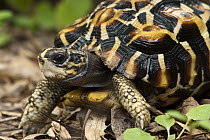 Flat-backed Spider Tortoise (Pyxis planicauda), native to Madagascar