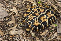 Flat-backed Spider Tortoise (Pyxis planicauda) camouflaged on ground, native to Madagascar