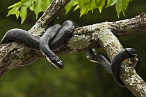 Eastern Rat Snake (Elaphe obsoleta) in tree, native to eastern North America
