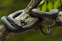 Eastern Rat Snake (Elaphe obsoleta) coiled in tree, native to eastern North America