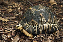 Radiated Tortoise (Geochelone radiata), native to Madagascar
