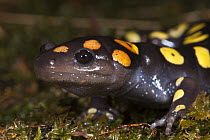 Spotted Salamander (Ambystoma maculatum), native to the eastern United States