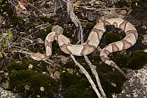 Copperhead (Agkistrodon contortrix) snake, native to south eastern United States