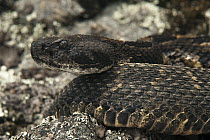 Timber Rattlesnake (Crotalus horridus) black morph, native to the eastern United States, Digitally Manipulated