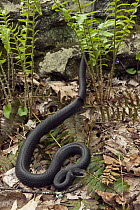 Northern Black Racer (Coluber constrictor constrictor) snake amid ferns, northern Georgia