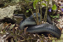 Northern Black Racer (Coluber constrictor constrictor) snake coiled around ferns, northern Georgia