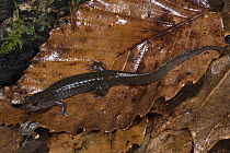 Ocoee Salamander (Desmognathus ocoee), native to the southeastern United States