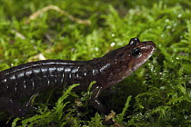 Ocoee Salamander (Desmognathus ocoee) on moss, native to the southeastern United States