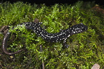 Central Georgia Slimy Salamander (Plethodon ocmulgee) on moss, native to the northeastern United States