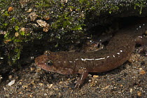 Seal Salamander (Desmognathus monticola), native to the southeastern United States