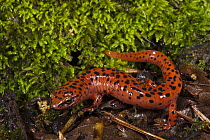 Red Salamander (Pseudotriton ruber), native to the southeastern United States