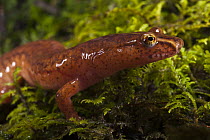 Northern Spring Salamander (Gyrinophilus porphyriticus), native to the southeastern United States