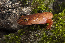 Northern Spring Salamander (Gyrinophilus porphyriticus), native to the southeastern United States