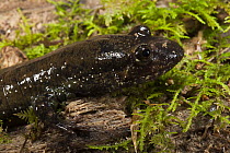 Black-bellied Salamander (Desmognathus quadramaculatus), native to the southeastern United States