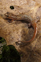 Ocoee Salamander (Desmognathus ocoee) juvenile, native to the southeastern United States
