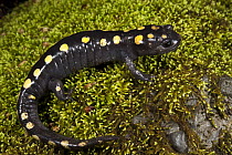 Spotted Salamander (Ambystoma maculatum), native to the eastern United States