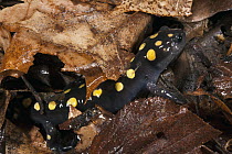 Spotted Salamander (Ambystoma maculatum) in leaf litter, native to the eastern United States