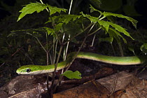 Rough Green Snake (Opheodrys aestivus), native to the southeastern United States