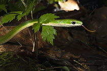Rough Green Snake (Opheodrys aestivus), native to the southeastern United States