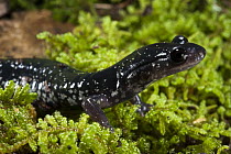 Chattahoochee Slimy Salamander (Plethodon chattahoochee) in moss, native to the southeastern United States