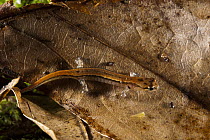 Seepage Salamander (Desmognathus aeneus) camouflaged on leaf, native to the southeastern United States