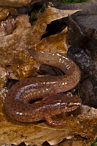 Northern Spring Salamander (Gyrinophilus porphyriticus) camouflaged on leaf, native to the southeastern United States